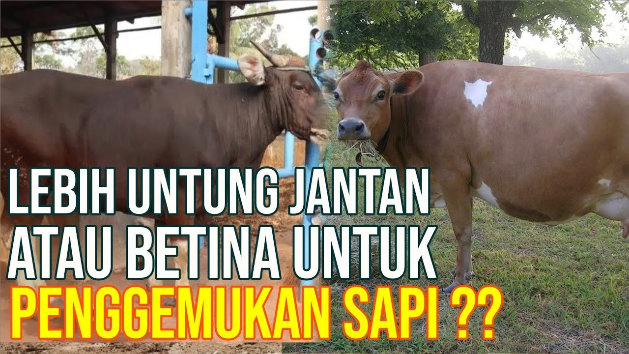 
                                 Memilih-Sapi-Jantan-Betina-Dipelihara-Paling-Menguntungkan